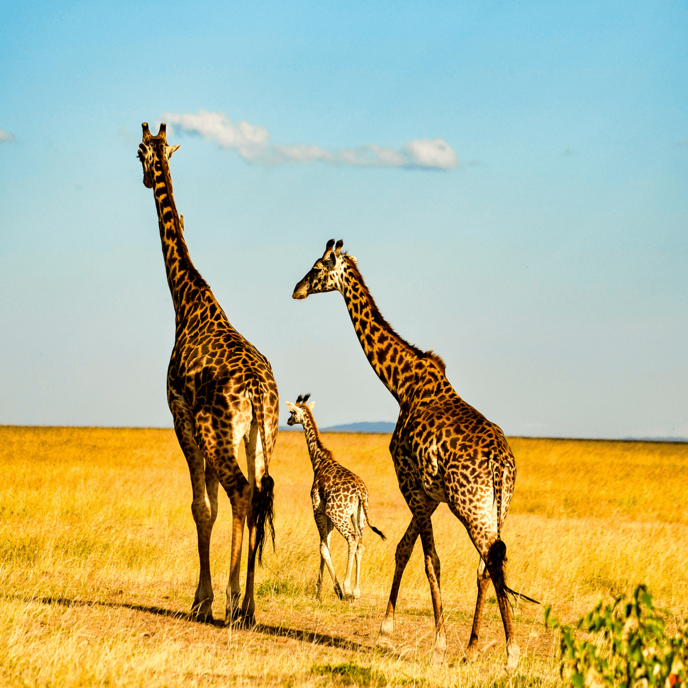 Botswana Flag Pictures