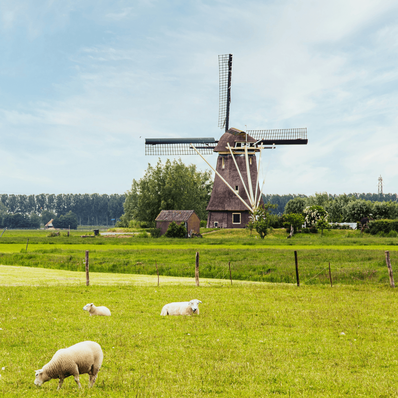 Netherlands Flag Pictures